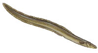 aal.gif (4220 bytes)